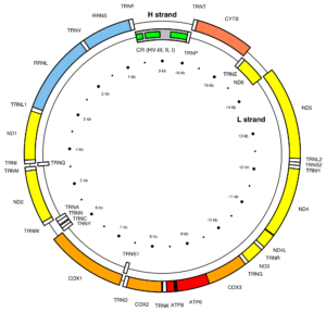 map_of_the_human_mitochondrial_genome-svg