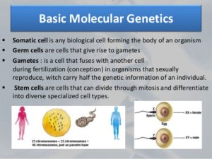 molecular-genetics-and-cancer-biology-14-638